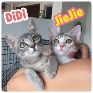 Jiejie (Kakak) &amp; Didi (Adik) - Calico Cat