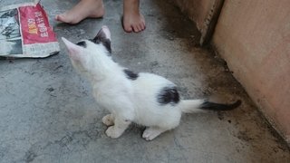 Pj 17 - Burmese + Manx Cat