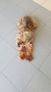 Furry Boy - Silky Terrier Dog