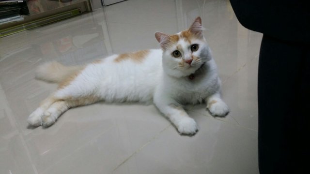 Meowzer - Domestic Short Hair + Domestic Long Hair Cat
