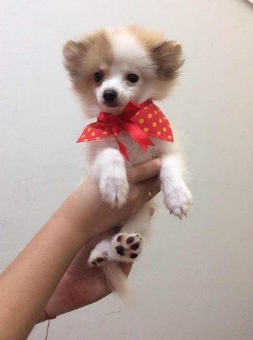 Cute Pomeranian - Pomeranian Dog