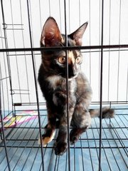 Cute Tortoiseshell Kitten - Domestic Short Hair Cat