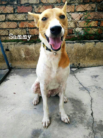 Sammy Girl - Mixed Breed Dog