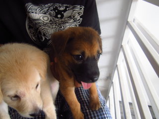 Female brownish black pup , smallest of the bunch , also the most pampered but ever so cute , she li
