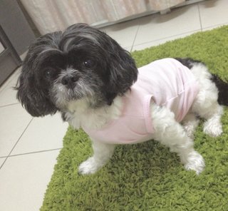 Furby - Shih Tzu Dog