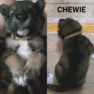 Baloo, Bamse, Chewie And Foozie - Mixed Breed Dog