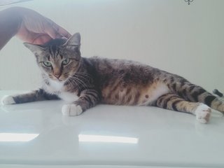 Belang (Past) - Domestic Short Hair Cat