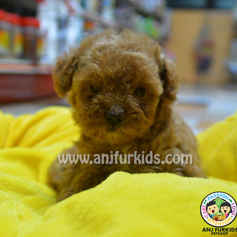 1quality Tiny Toy Poodle Puppies - Poodle Dog