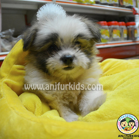 Adorable Shih Tzu Mix Pomeranian Pu - Pomeranian + Shih Tzu Dog