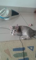 Camellia - Domestic Short Hair Cat