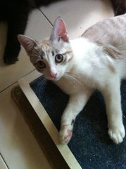 Cleo - Domestic Short Hair + Siamese Cat