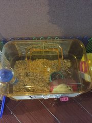 Hamsters - Syrian / Golden Hamster Hamster