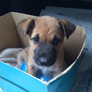 Little Brown - Mixed Breed Dog