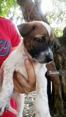 Fantastic Four ( Only Suzie Left ) - Mixed Breed Dog