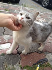 Long Hair Grey Cat Looking For Home - Domestic Long Hair Cat