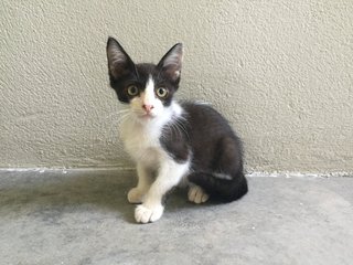 Domino (Zorro-faced Meow) - Domestic Short Hair Cat