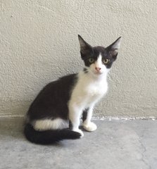 Domino (Zorro-faced Meow) - Domestic Short Hair Cat