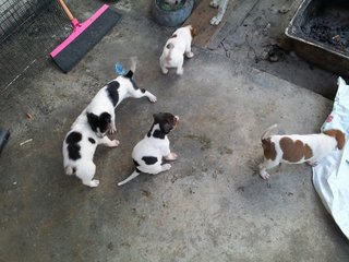 5 puppies for adoption