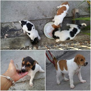 2 female puppies adopted on Mar 17th 2016