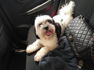 Dolly - Shih Tzu Dog