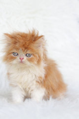 Roxana Fujiwara - Persian Cat