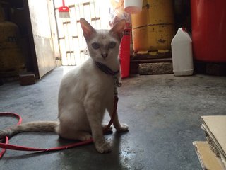 Miaomiao - Oriental Short Hair Cat