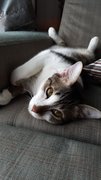 Kkaru &amp; Kimbap - Domestic Short Hair Cat