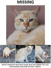 Charly - Domestic Medium Hair Cat