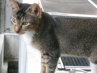 Stokin - Domestic Short Hair Cat