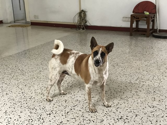 Latte - Dalmatian + Terrier Dog