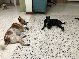 Latte - Dalmatian + Terrier Dog