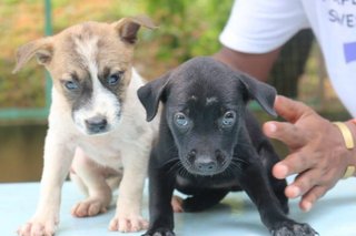 Rescued Pups (A) - Mixed Breed Dog