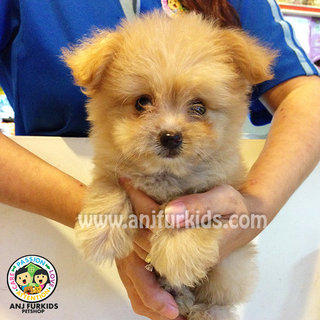Adorable Shih Tzu Mix Pomeranian  - Pomeranian + Shih Tzu Dog