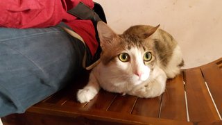 Miyu - Maine Coon + Oriental Short Hair Cat