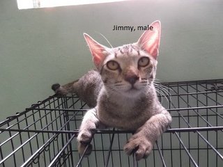 Jimmy - Tabby Cat