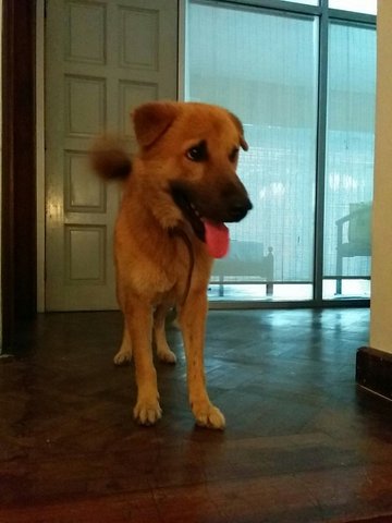 Cesky - Golden Retriever Dog