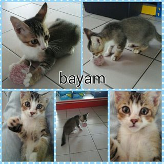 Bayam - Domestic Medium Hair Cat