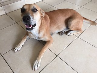 Lucy - Mixed Breed Dog