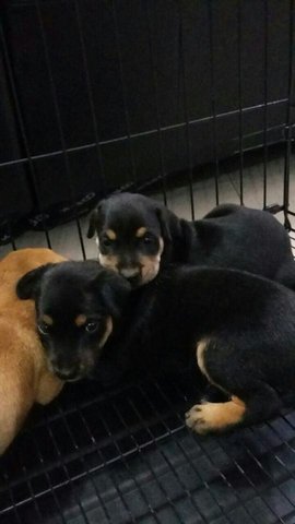 Female Puppies - Mixed Breed Dog