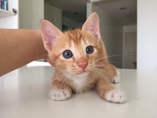 Ginger Kitten  - Domestic Short Hair Cat