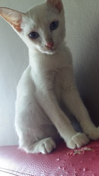 Kontot - Domestic Short Hair Cat