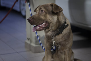 Ben - Labrador Retriever Mix Dog