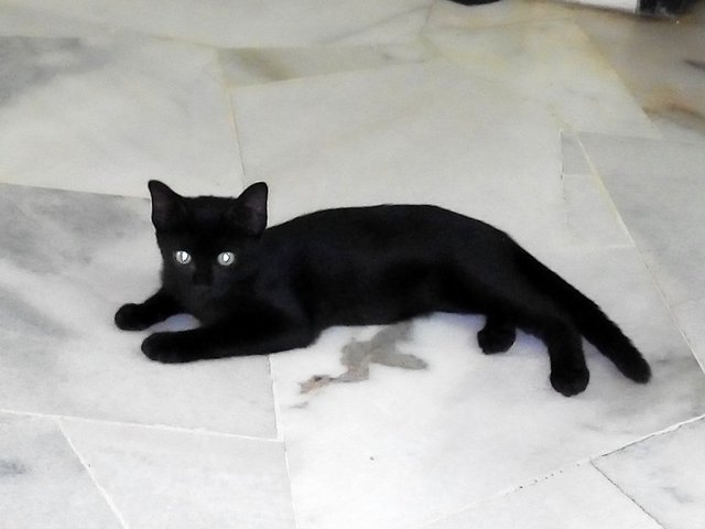 Blacky  - Domestic Short Hair Cat