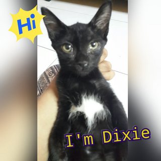 Dixie The Tuxedo Cat - Domestic Short Hair Cat