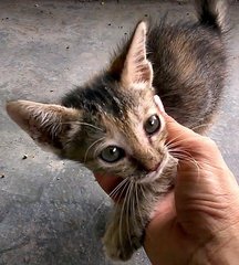 Charity - Domestic Short Hair + Tabby Cat