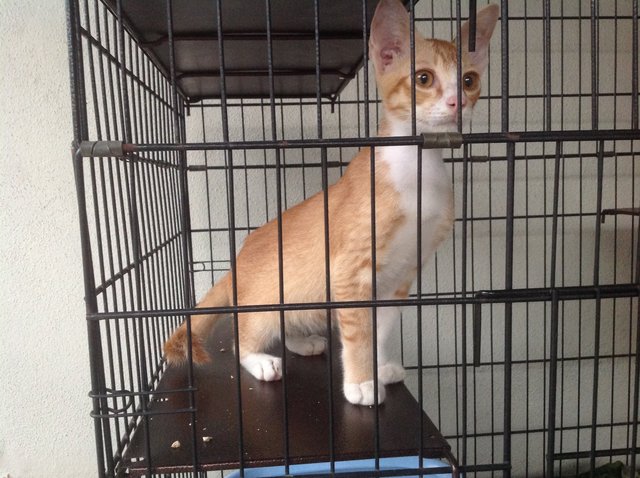 5-month Neutered Vaccinated Male - Domestic Short Hair Cat