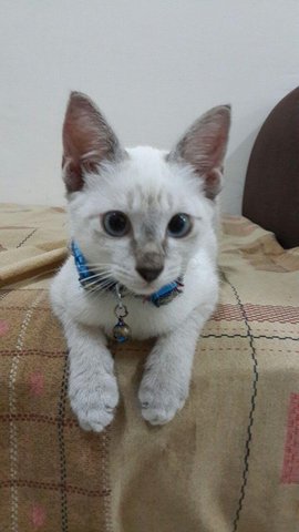 Fibo - Domestic Short Hair Cat