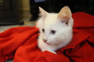 Angel - Domestic Medium Hair + Domestic Short Hair Cat