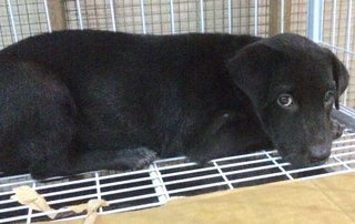 Cute Black Pup Looking For A Home~ - Mixed Breed Dog