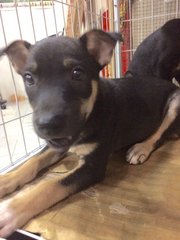 Cute Black Pup Looking For A Home~ - Mixed Breed Dog